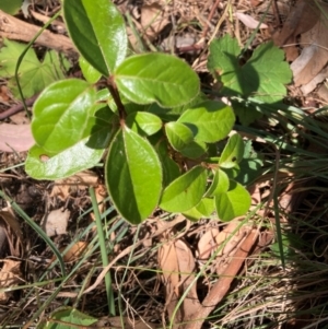 Viburnum tinus at Mount Majura - 1 Apr 2024 02:31 PM