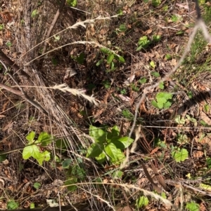 Viburnum tinus at Mount Majura - 1 Apr 2024