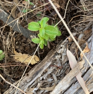 Viburnum tinus at Mount Majura - 1 Apr 2024