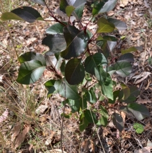 Pyrus calleryana at Mount Majura - 1 Apr 2024