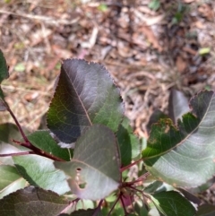 Pyrus calleryana at Mount Majura - 1 Apr 2024