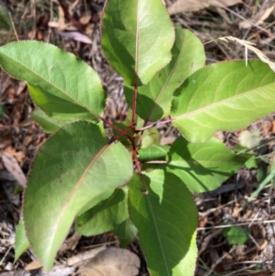 Pyrus calleryana (Callery Pear) at Mount Majura - 1 Apr 2024 by waltraud