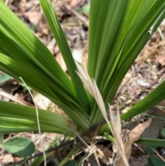 Dianella tasmanica at Mount Majura - 1 Apr 2024 by waltraud