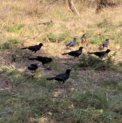 Corcorax melanorhamphos (White-winged Chough) at Watson, ACT - 1 Apr 2024 by waltraud