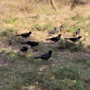 Corcorax melanorhamphos at Mount Majura - 1 Apr 2024