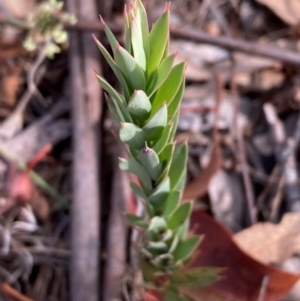 Styphelia triflora at Mount Majura - 1 Apr 2024
