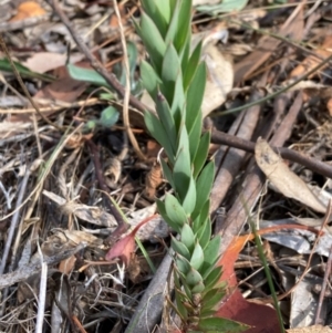 Styphelia triflora at Mount Majura - 1 Apr 2024