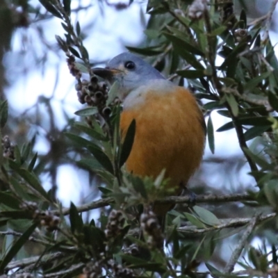 Monarcha melanopsis (Black-faced Monarch) at Fyshwick, ACT - 2 Apr 2024 by RodDeb