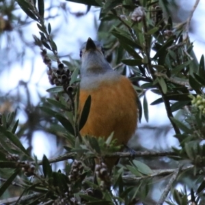 Monarcha melanopsis at Jerrabomberra Wetlands - 2 Apr 2024