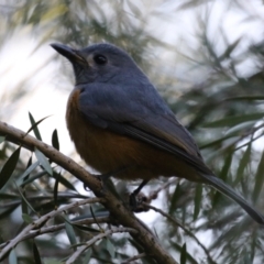 Monarcha melanopsis at Jerrabomberra Wetlands - 2 Apr 2024