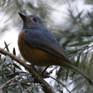 Monarcha melanopsis at Jerrabomberra Wetlands - 2 Apr 2024