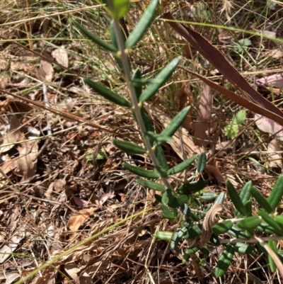 Olea europaea subsp. cuspidata (African Olive) at Mount Majura - 1 Apr 2024 by waltraud