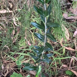 Olea europaea subsp. cuspidata at Mount Majura - 1 Apr 2024