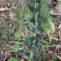 Olea europaea subsp. cuspidata (African Olive) at Mount Majura - 1 Apr 2024 by waltraud
