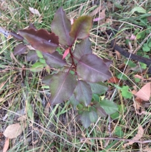 Pyrus calleryana at Mount Majura - 1 Apr 2024