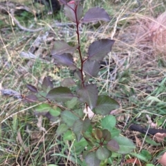 Pyrus calleryana at Mount Majura - 1 Apr 2024