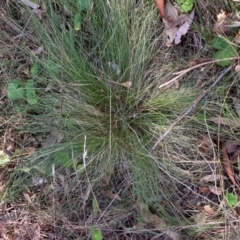 Nassella trichotoma (Serrated Tussock) at Mount Majura - 1 Apr 2024 by waltraud