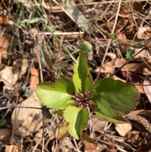 Pyrus calleryana at Mount Majura - 1 Apr 2024 03:59 PM