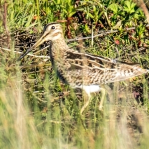 Gallinago hardwickii at Ocean Grove, VIC - 27 Sep 2018 08:21 AM