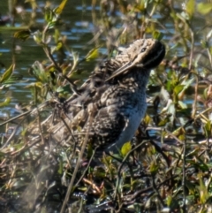 Gallinago hardwickii at Ocean Grove, VIC - 27 Sep 2018