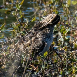 Gallinago hardwickii at Ocean Grove, VIC - 27 Sep 2018 08:21 AM