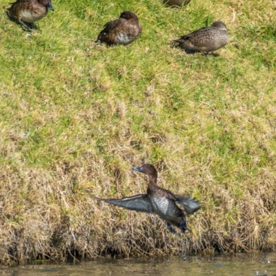 Aythya australis (Hardhead) at Ocean Grove, VIC - 25 Sep 2018 by Petesteamer