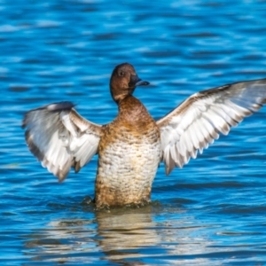 Aythya australis at Ocean Grove, VIC - 26 Sep 2018