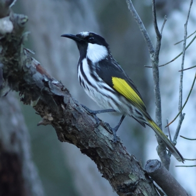 Phylidonyris niger (White-cheeked Honeyeater) at Tomaree National Park - 2 Apr 2024 by MichaelWenke