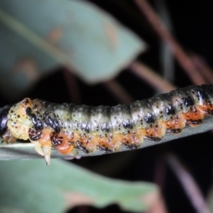 Pterygophorus sp. (genus) at Moncrieff, ACT - 2 Apr 2022