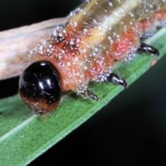 Pterygophorus sp. (genus) at Moncrieff, ACT - 2 Apr 2022