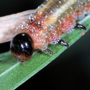 Pterygophorus sp. (genus) at Moncrieff, ACT - 2 Apr 2022