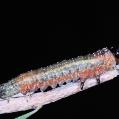 Pterygophorus sp. (genus) at Moncrieff, ACT - 2 Apr 2022