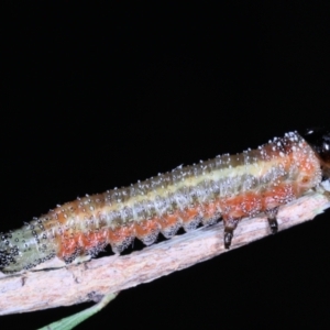 Pterygophorus sp. (genus) at Moncrieff, ACT - 2 Apr 2022