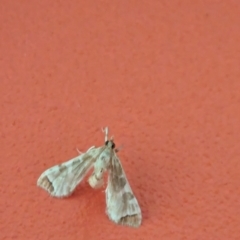 Sceliodes cordalis at Watson, ACT - 2 Apr 2024