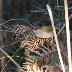 Neochmia temporalis (Red-browed Finch) at Tomaree National Park - 2 Apr 2024 by MichaelWenke