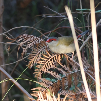 Neochmia temporalis (Red-browed Finch) at Shoal Bay, NSW - 1 Apr 2024 by Trevor