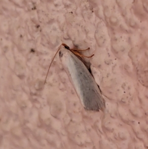 Xylorycta (genus) at Watson, ACT - 2 Apr 2024