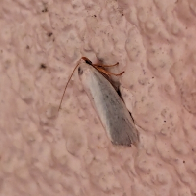 Xylorycta (genus) (A concealer moth) at Watson, ACT - 2 Apr 2024 by AniseStar