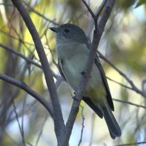 Pachycephala pectoralis at Tomaree National Park - 2 Apr 2024