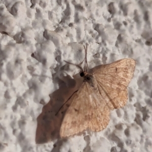 Scopula rubraria at Watson, ACT - 2 Apr 2024