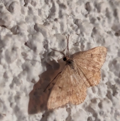 Scopula rubraria (Reddish Wave, Plantain Moth) at Watson, ACT - 1 Apr 2024 by AniseStar