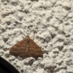 Scopula rubraria (Reddish Wave, Plantain Moth) at Watson, ACT - 2 Apr 2024 by AniseStar