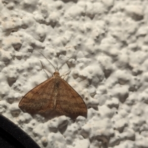 Scopula rubraria at Watson, ACT - 2 Apr 2024