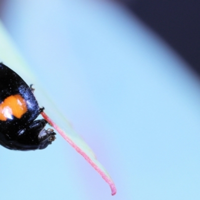 Diomus notescens (Little two-spotted ladybird) at Amaroo, ACT - 8 Apr 2022 by smithga