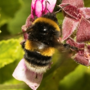 Bombus terrestris (Buff-tailed bumblebee, Large earth bumblebee) at Tullah, TAS by AlisonMilton