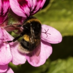 Bombus terrestris at Tullah, TAS - 13 Feb 2024