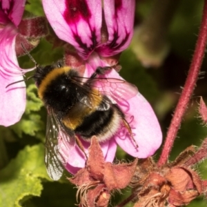 Bombus terrestris at Tullah, TAS - 13 Feb 2024