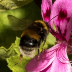 Bombus terrestris at Tullah, TAS - 13 Feb 2024