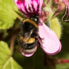 Bombus terrestris at Tullah, TAS - 13 Feb 2024