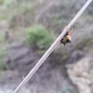 Austracantha minax at QPRC LGA - 2 Apr 2024